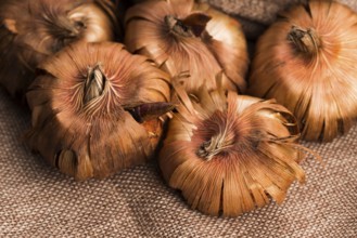 Gladiola bulbs ready to plant in the spring garden