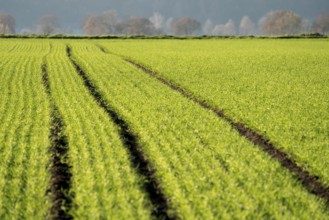 Agricultural field, Oberweser, Upper Weser Valley, Weser Uplands, Weserbergland, Hesse, Germany