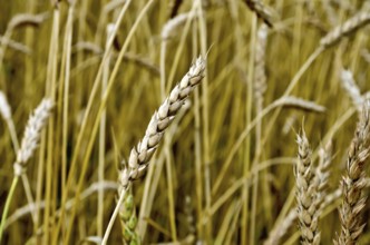 Ear of wheat on a background of a wheat field