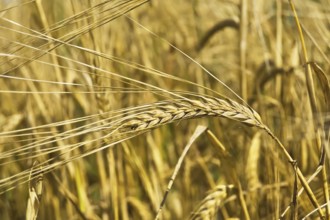 Golden ear of rye on the background field