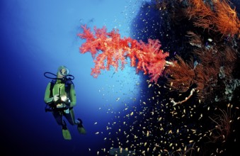 Diver and red soft corals, Acropora divaricata, Sudan, Africa, Red Sea