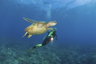 Green turtle and diver, Chelonia mydas, Maui, Hawaii, USA