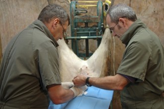 Vets implant an embryo into a surrogate hind during an embryo transfer programme on red deer,