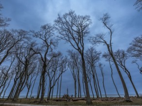 Trees in the ghostly forest on the cliffs facing the Baltic Sea, Nienhagen, Mecklenburg-Vorpommern,