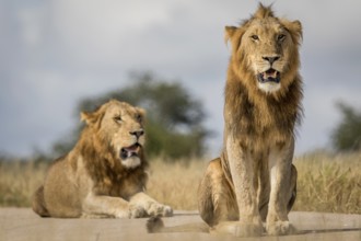Two young male Lion brothers in the Kruger National Park, South Africa