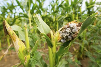 Huitlacoche - Corn smut, fungus, Mexican truffle in the green field. Corn smut is a plant disease