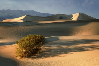 Mesquite Dunes 100-foot/30-meter-high Mesquite Flat Sand Dunes