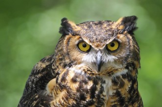 --Virginia eagle owl observing its surroundings. (captive) . Virginia owl observes his surroundings