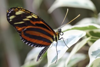 Tiger Passion Butterfly (Heliconius ismenius)