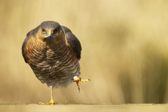 Sparrowhawk (Accipiter nisus)