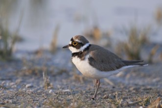 Little Ringed Plover (Charadrius dubius)