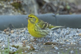 Serinus serinus (Serinus serinus)