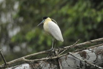 Capped Heron (Pilherodius pileatus)