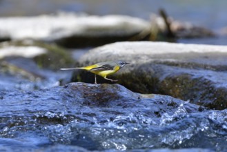 Grey wagtail (Motacilla cinerea)