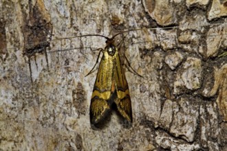 Banded longhorned moth (Nemophora degeerella)