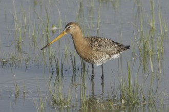 Black-tailed godwit (Limosa limosa)