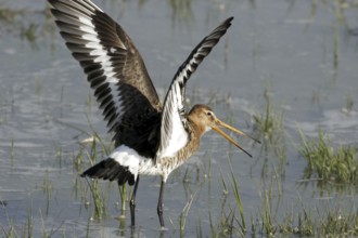 Black-tailed godwit (Limosa limosa)