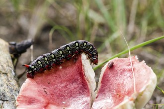 Caterpillar of the spurge hawkmoth (Hyles euphorbiae)