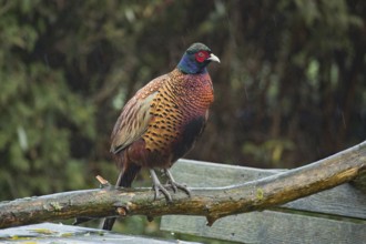 Pheasant (Phasianus colchicus)