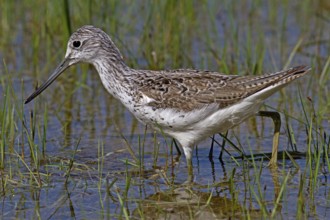 Greenshank (Tringa nebularia)