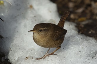 Wren (Troglodytes troglodytes)