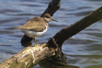 Common sandpiper (Actitis hypholeucos)