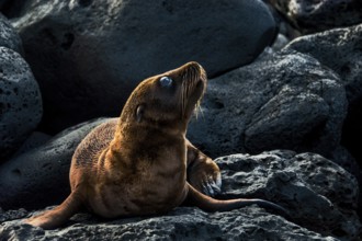 Sea lion baby (Zalophus wollebaeki)