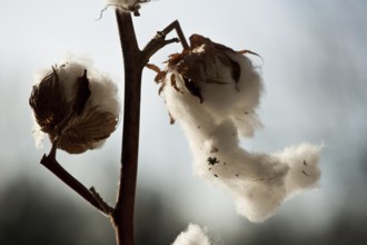 Cotton (Gossyium)