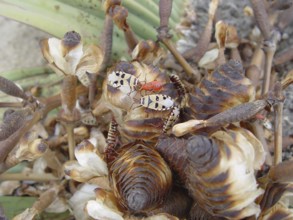 Welwitschia (Welwitschia mirabilis)