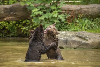 Bear playground (Ursus (genus arctos)