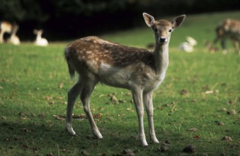Fawn, Bambi (Capreolus capreolus)