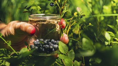 Close-up of male hands picking Blueberries in the forest with green leaves. Man Harvested berries,