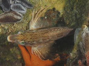 Red finger (Cheilodactylus fasciatus)