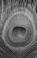 Indian peafowl SW eye feather (Pavo Scalloped ribbonfish)