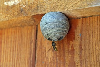 Wasp nest, wasp, animals, insects, fruit, fruits, nest, real wasps, breeding site, common wasp,