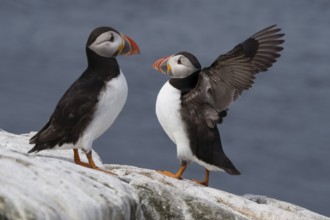 Fratercula arctica, united kingdom