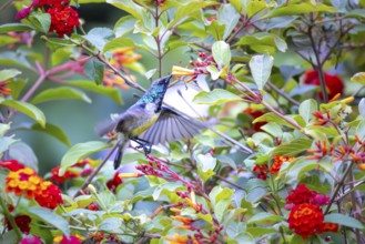Closeup of a male Orange-breasted Sunbird (Anthobaphes violacea) in Ecopark Arusha National Park in