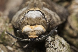 Willow borer (Cossus cossus)
