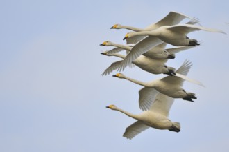 Whooper swan (Cygnus cygnus)