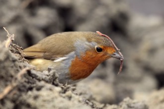 European robin (Erithacus rubecula)