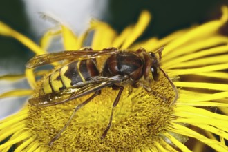 Hornet - on a Telekienblüte (Vespa crabro)