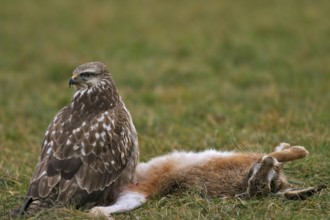 Buzzard with hare (Buteo buteo)