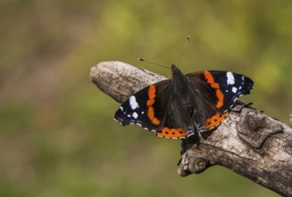 Admiral basking (Vanessa atalanta, Pyrameis atalanta)