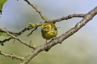 Serinus serinus - male