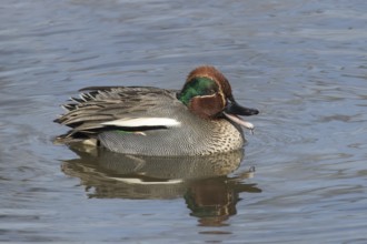 Teal (Anas crecca)