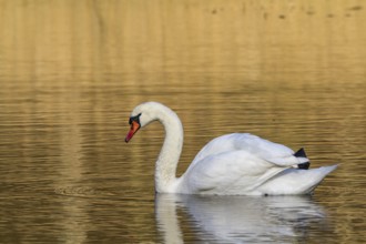 Mute swan at sunrise (Cygnus olor)