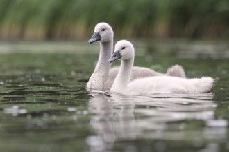 Young mute swan swimming on a lake