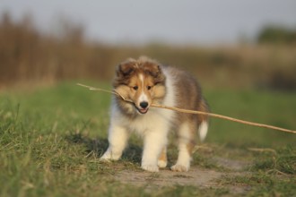 American Shetland Sheepdog puppy