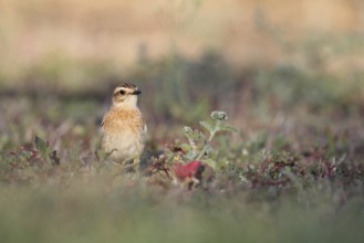 Whinchat in Punta Prima, Menorca