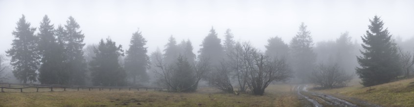 Panoramic shot of the fog-covered, frosty tree landscape on the Großer Feldberg, Taunus, Hesse,